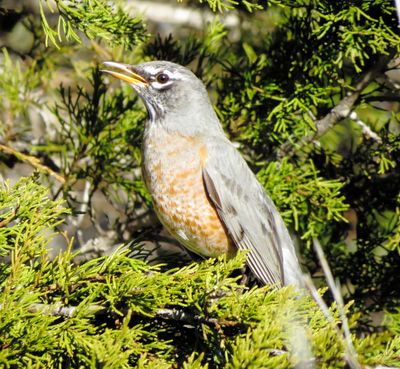 American Robin