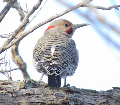 Northern Flicker