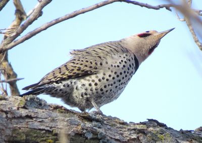 Northern Flicker