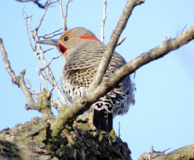 Northern Flicker