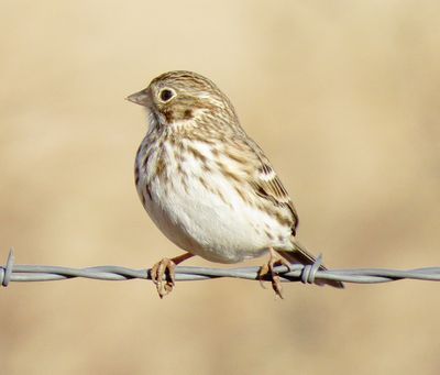 Vesper Sparrow
