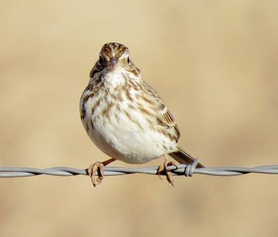 Vesper Sparrow
