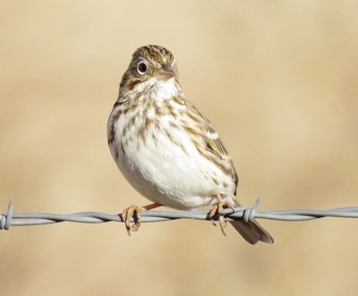 Vesper Sparrow