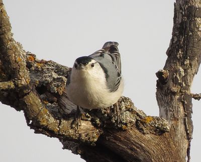 White-Breasted Nuthatch