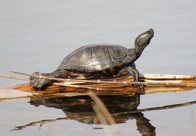 Red-Eared Slider