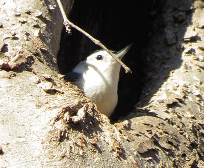 White-Breasted Nuthatch