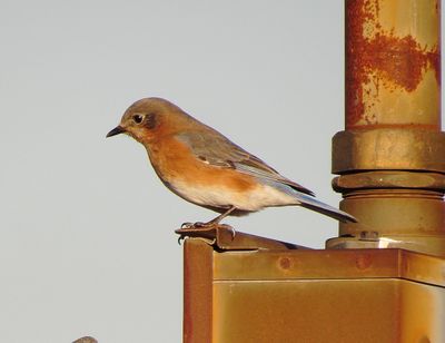 Eastern Bluebird