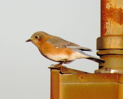 Eastern Bluebird
