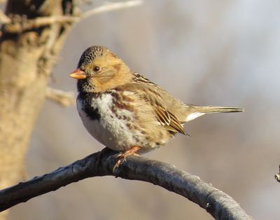 Harris's Sparrow
