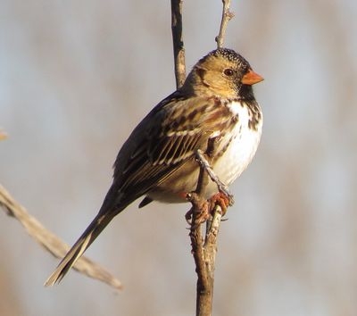 Harris's Sparrow