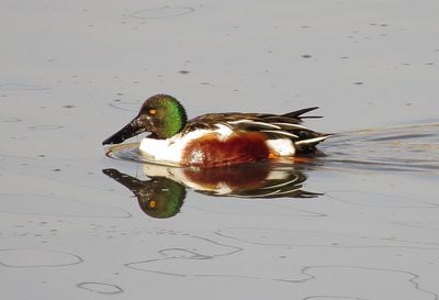 Northern Shoveler