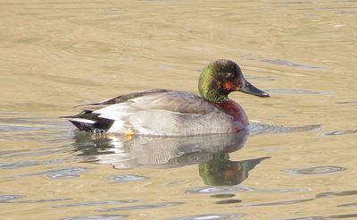 Brewer's Duck