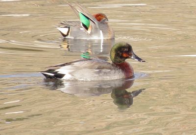 Brewer's Duck