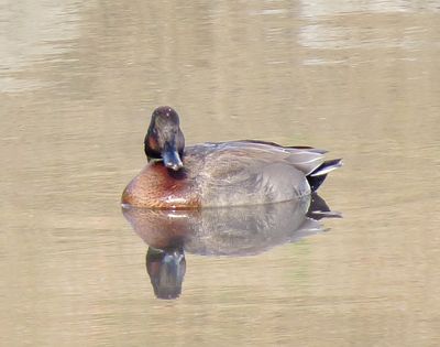 Brewer's Duck