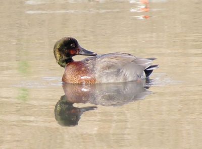 Brewer's Duck