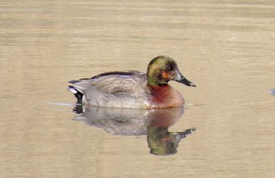 Brewer's Duck