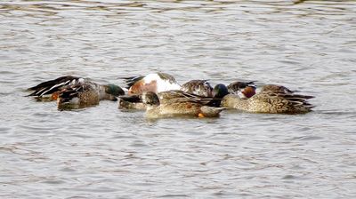 Northern Shoveler