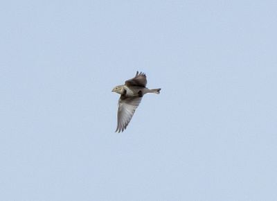 Thick-Billed Longspur