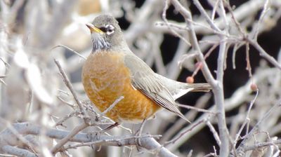 American Robin