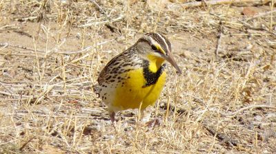 Western Meadowlark