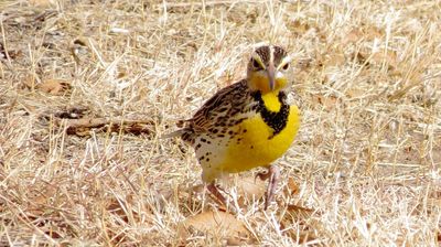 Western Meadowlark