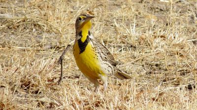 Western Meadowlark