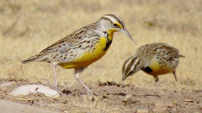 Western Meadowlark