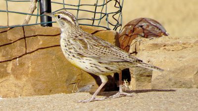 Western Meadowlark