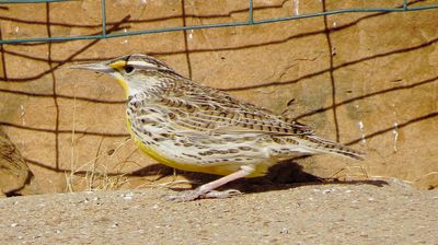 Western Meadowlark