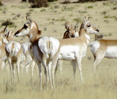 Pronghorn