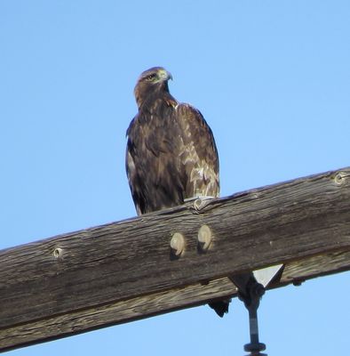 Golden Eagle