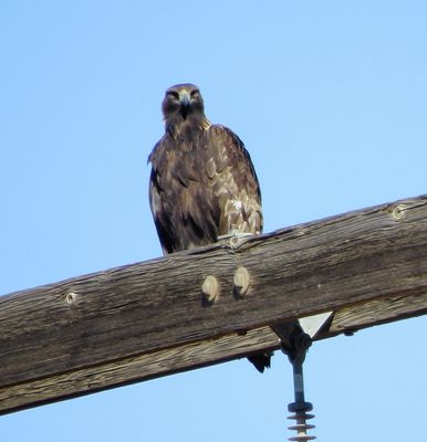 Golden Eagle