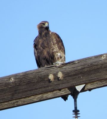 Golden Eagle