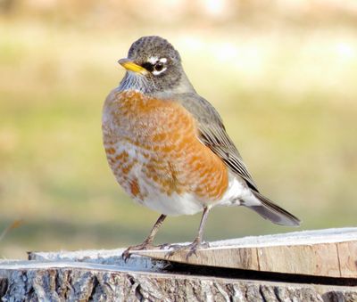 American Robin