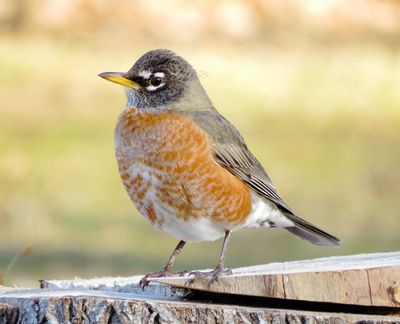 American Robin