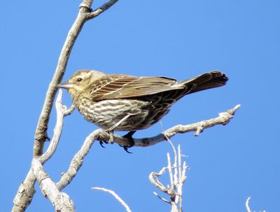 Red-Winged Blackbird