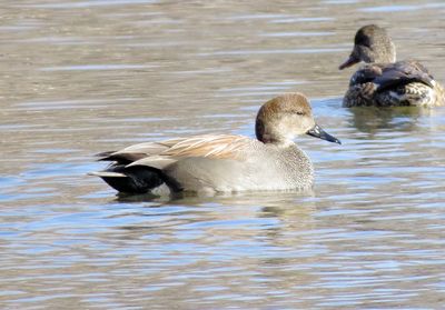 Gadwall