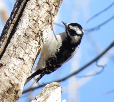 Downy Woodpecker