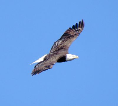 Bald Eagle