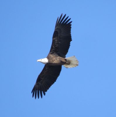 Bald Eagle