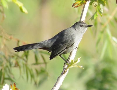 Gray Catbird