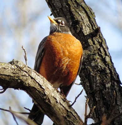 American Robin