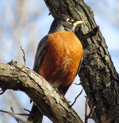 American Robin
