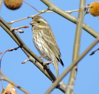 Purple Finch