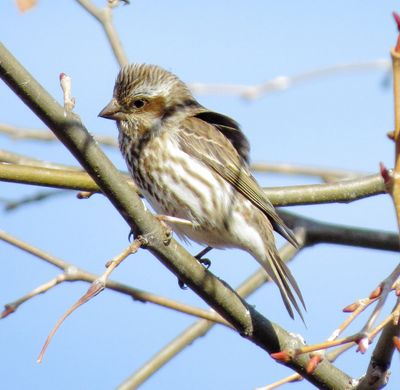 Purple Finch