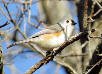Tufted Titmouse