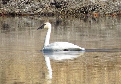 Trumpeter Swan