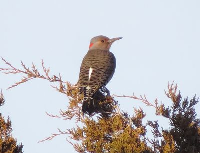 Northern Flicker