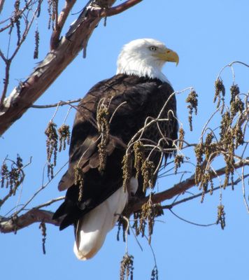 Bald Eagle