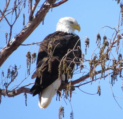 Bald Eagle